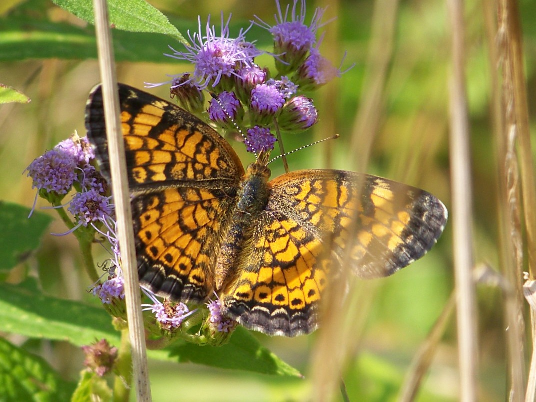 butterfly