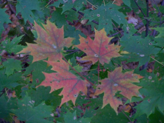 fall leaves